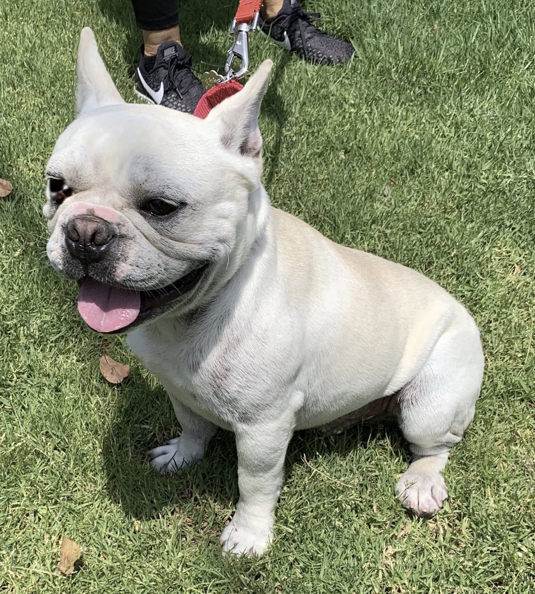 4. Paulie the Frenchie was put in a shelter by a breeder because apparently he was breeding *too much* and unfortunately I just couldn’t really identify with straight culture like that