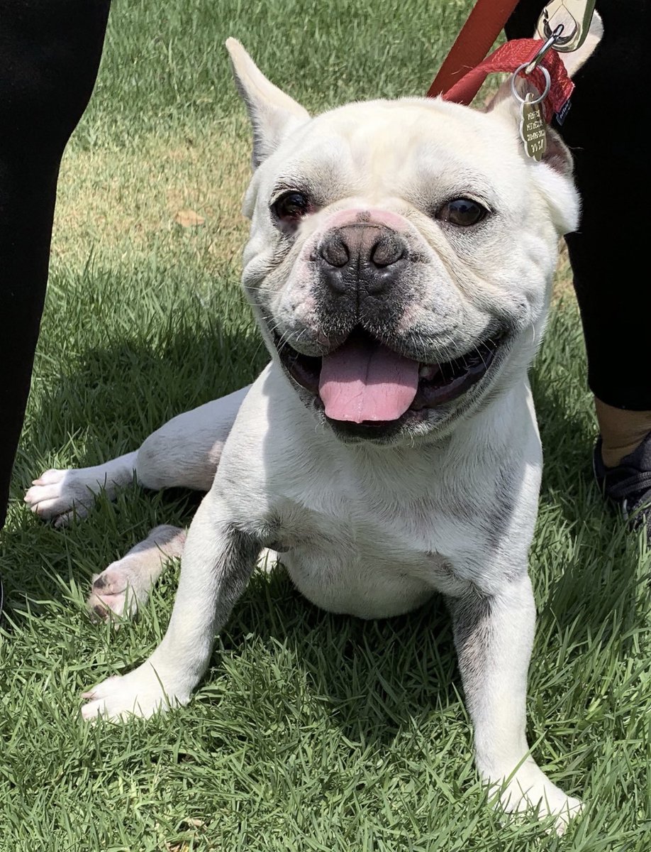 4. Paulie the Frenchie was put in a shelter by a breeder because apparently he was breeding *too much* and unfortunately I just couldn’t really identify with straight culture like that