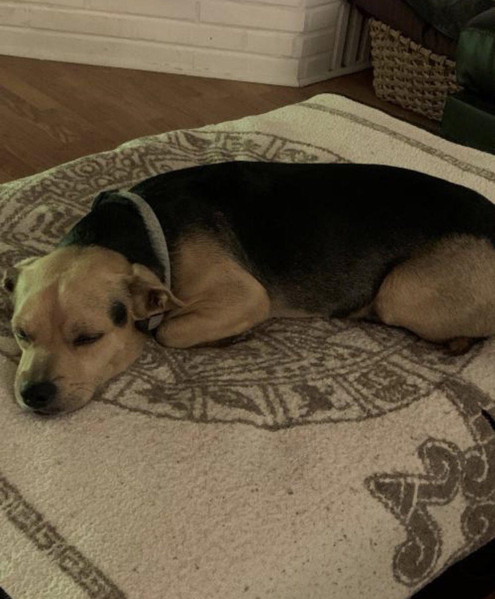 6. Pedro and I spent the day together and I thought we had something special and then he had something even more special with another family and it’s fine I’m fine I wish him only the best and just to reiterate it’s fine I’m fine it’s fine