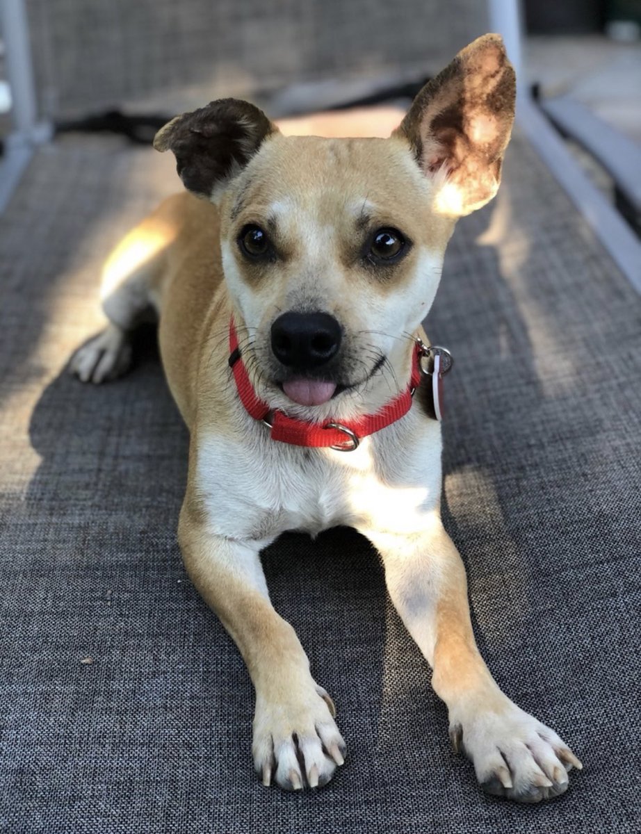 Finally there is John Doe. I don’t actually know what this pup’s name was because I have never saved a photo faster in my entire life and in doing so I accidentally exited the website and couldn’t find the listing again. All I have left now is the memory of what we could have had