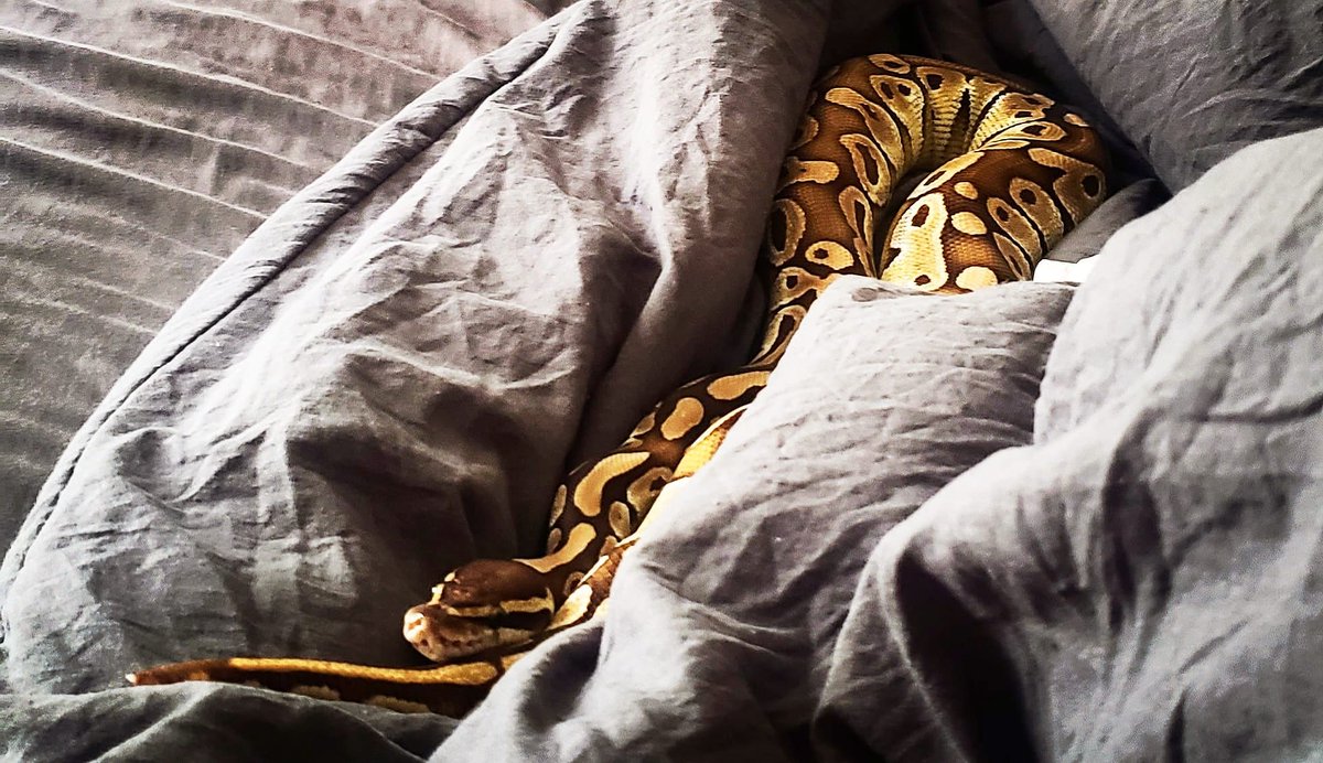 MrSimsational's tweet image. Comfy serpent 🐍 

#ballpython #ballpythonsoftwitter #ballpythonmorph #snakesoftwitter #snake #snake🐍