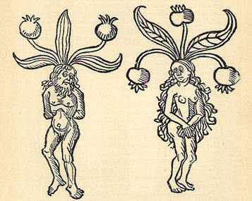 A mandrake is the root of the Mandragora family of plant founds across Mediterranean region and throughout Europe. Variations apply but most have a thick, branched roots with almost no stem, sprout squat bell-shaped leaves, and bear yellow or orange berries.