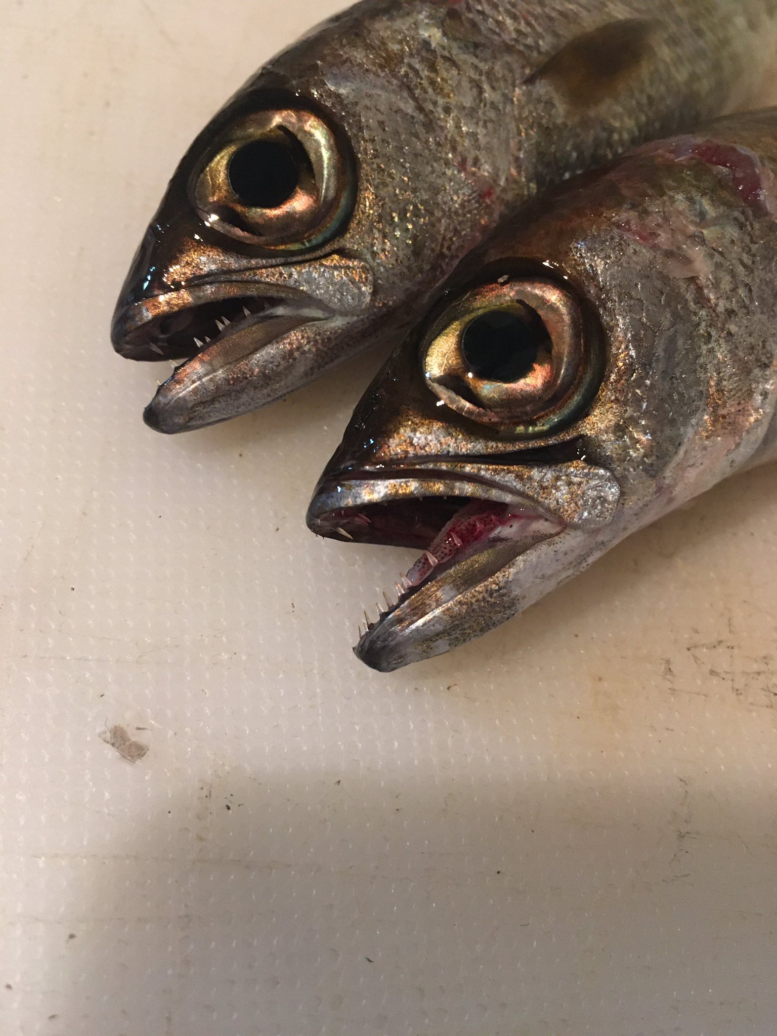 たくわんのフィッシングライフ 南房総の漁港で釣ったムツを捌いていくぅ ムツ釣りの動画は今夜21時にアップ予定 たくわんのフィッシングライフ 南房総の漁港で釣ったムツを捌いていくぅ ムツ釣りの動画は今夜21時にアップ予定