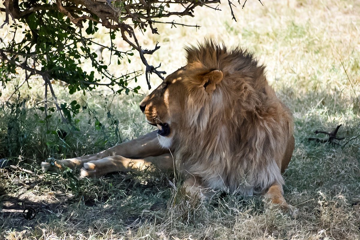 Lion King.
Masai Mara.

#martowanjohiphotograpy #masaimara #narokcounty #iwouldratherbetraveling #lionking #bigcatdiaries #wildlifeoflaikipia #raw_africa_ #natgeokenya #lionsofmasaimara #wildlifephotography #tembeakenya #nikon #bdasafaris