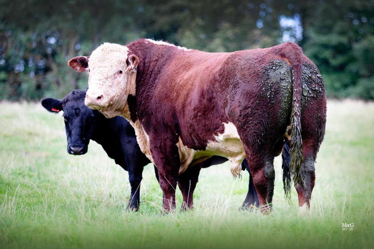 UKHerefords's tweet photo. 📣📣Whether you're a member or not📣📣

If you keep Herefords or Hereford crosses, please spare 10 minutes and answer our short survey.

All information will be retained for internal use. 

Take the survey here 👉 https://t.co/MF3qBHDIpE https://t.co/iTBQpgjdh4