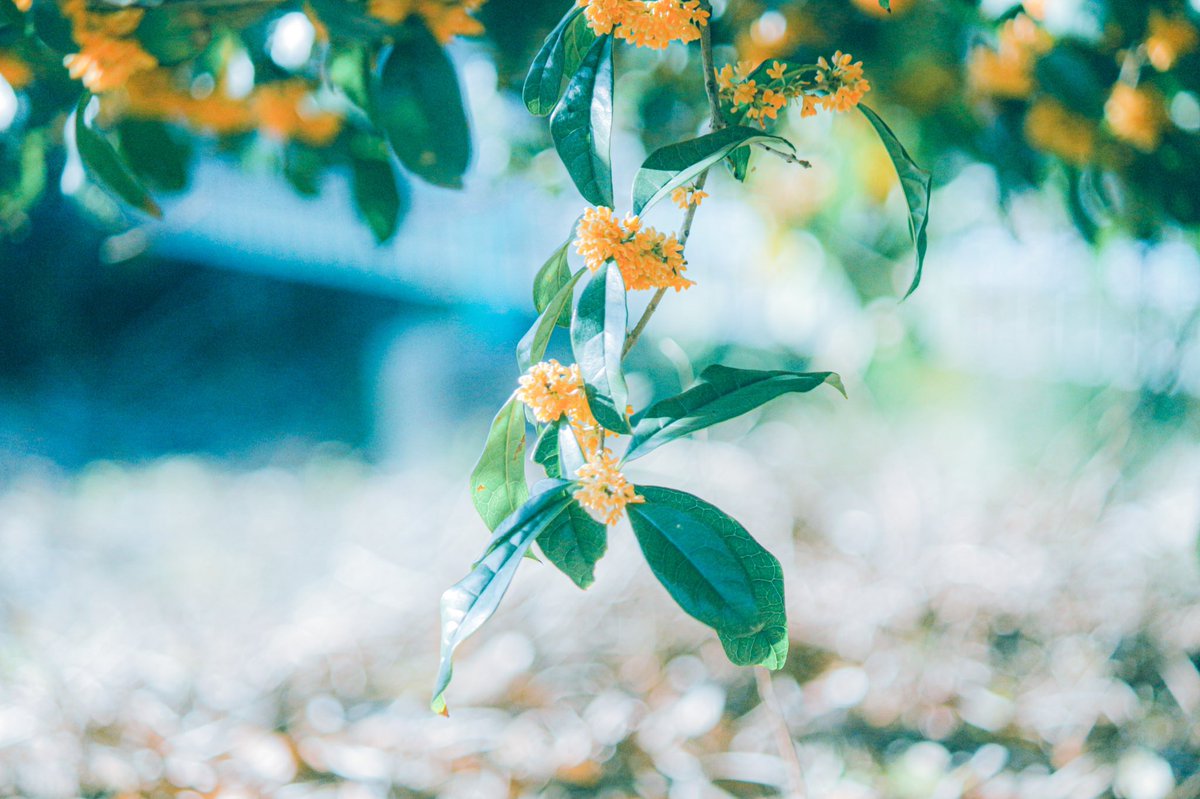 __yoii_to's tweet image. ꙳ 𓇬 ☽