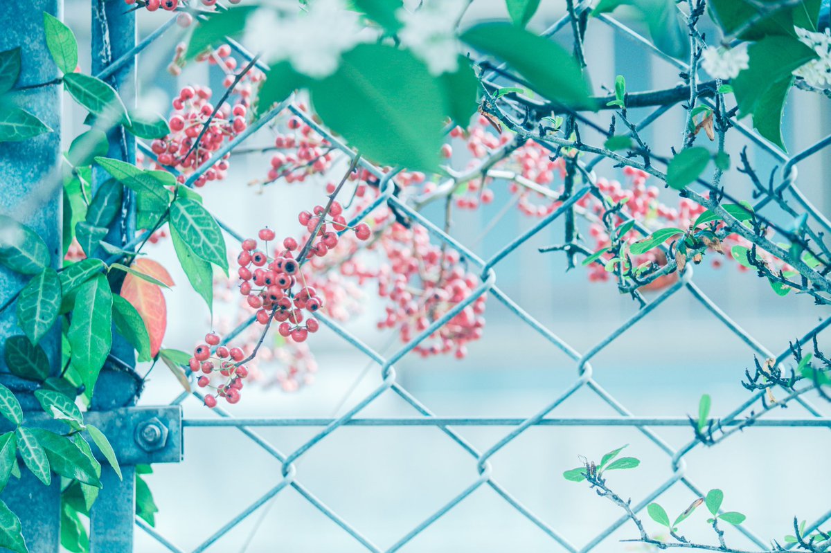 __yoii_to's tweet image. ꙳ 𓇬 ☽