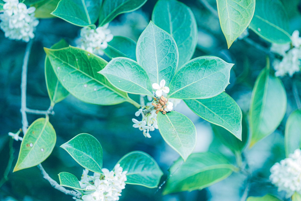 __yoii_to's tweet image. ꙳ 𓇬 ☽