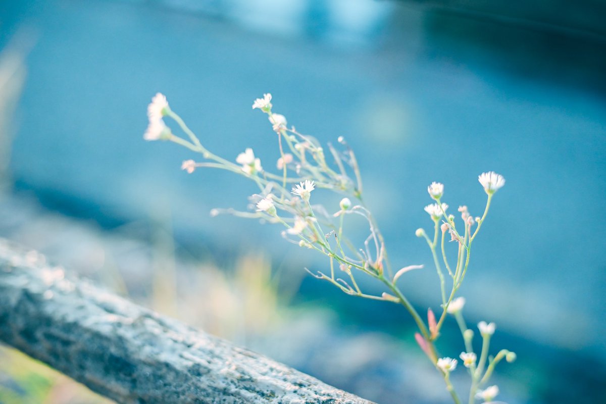 __yoii_to's tweet image. ꙳ 𓇬 ☽