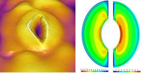 Come and work with us! BBSRC PhD studentship on stomatal morphodynamics supervised by Fleming, Gray (Sheffield) &amp; Morris (JIC) findaphd.com/phds/project/b…