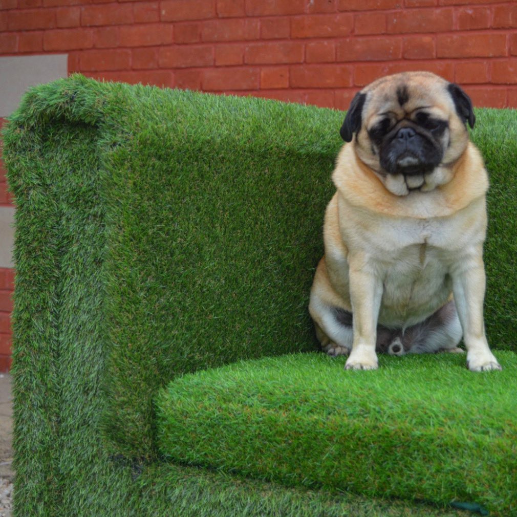 grasscraftuk's tweet photo. Kevin’s not feeling another UK lockdown 😔

Not to worry though, you can get your Grass Sofa today by heading to 👉https://t.co/OvLnDlVqm9 and start preparing for the inevitable post - lockdown outdoor meetings! 
#grasssofas #outdoorfurniture #gardenfurniture #socialdistancing https://t.co/35TwjRWTvi