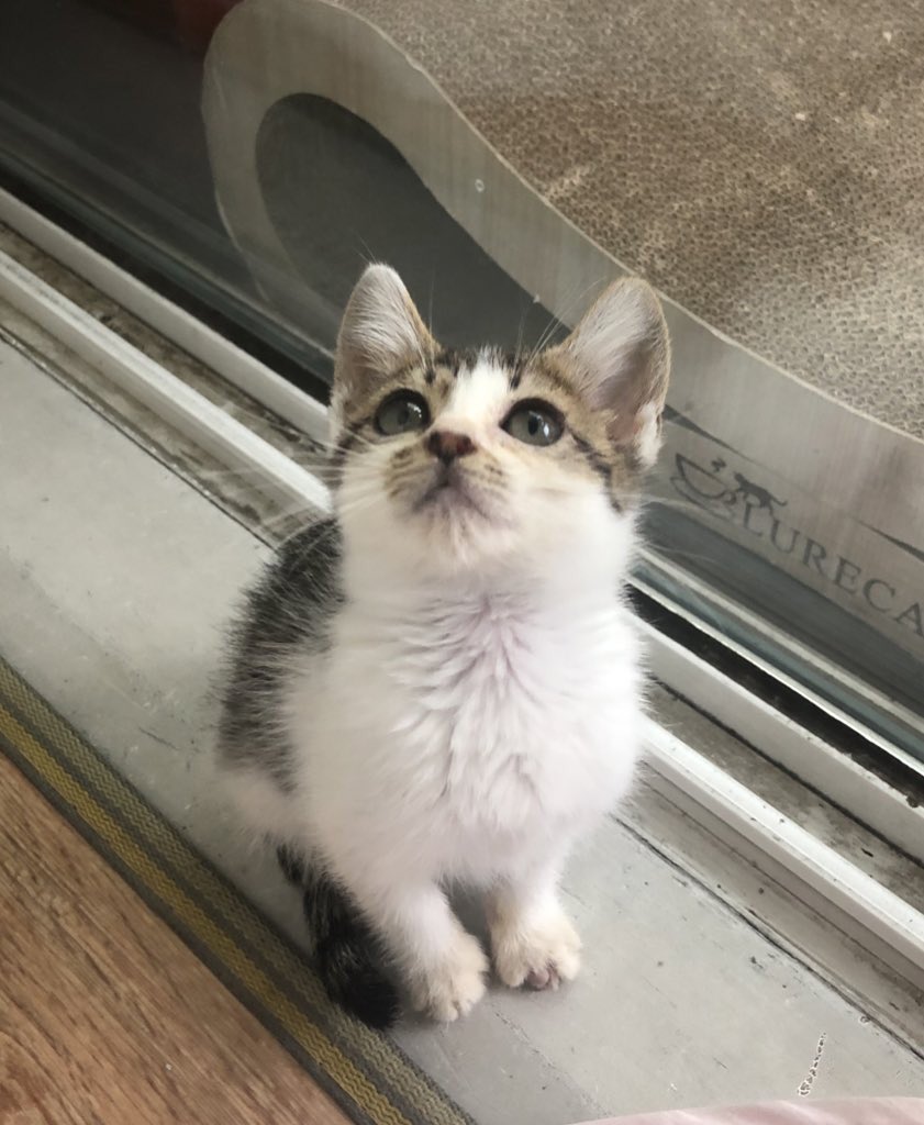 whitesugar_cat's tweet photo. 💜RT부탁드립니다💜
쏘스윗캣 설탕이의 입양처를 찾고 있어요! 아팠던 아이가 구조되어 열심히 치료하여 똥꼬발랄 건강캣으로 거듭났습니다. 설탕이는 처음본 사람에게도 가서 안기고, 잘 때는 임보언니와 꼬옥 붙어자는 사랑둥이에요! 이런 귀염둥이의 평생 가족이 되어 주실 분 어디 계실까요? https://t.co/vhassQlqyq