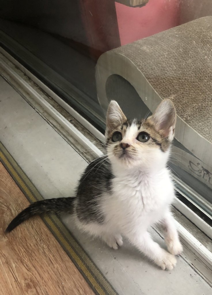 💜RT부탁드립니다💜
쏘스윗캣 설탕이의 입양처를 찾고 있어요! 아팠던 아이가 구조되어 열심히 치료하여 똥꼬발랄 건강캣으로 거듭났습니다. 설탕이는 처음본 사람에게도 가서 안기고, 잘 때는 임보언니와 꼬옥 붙어자는 사랑둥이에요! 이런 귀염둥이의 평생 가족이 되어 주실 분 어디 계실까요?