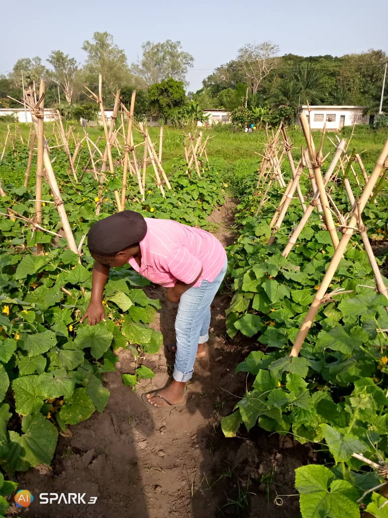 _nzara's tweet photo. Nouvelle semaine, nouveaux défis agricoles.. 
Nous sommes heureux de vous savoir toujours en notre compagnie.

Courage aux #agriculteurs qui ont commencé la récolte de leurs produits!

#BonneSemaine #Nzara
Nzara, la culture d'une agriculture d'affaires! https://t.co/wyePds0XNY