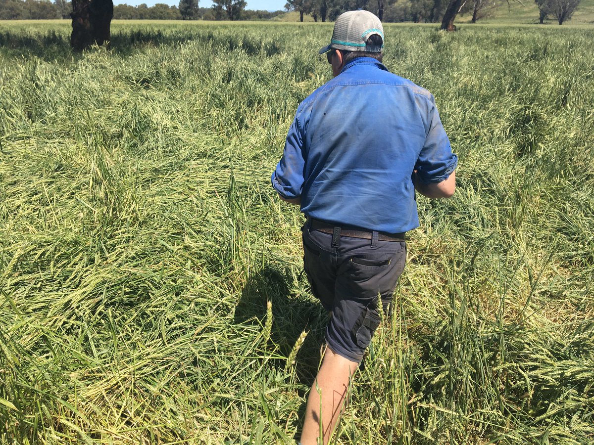 Tim Fookes tweet media