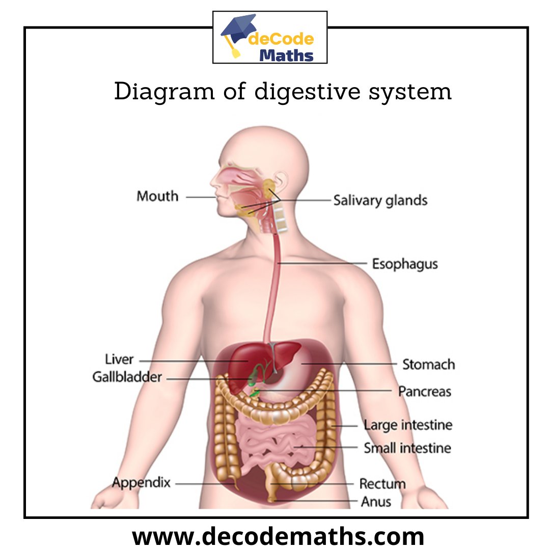 This system breaks down food to provide energy to your body. It's also  responsible to… | Digestive system for kids, Digestive system diagram,  Human digestive system