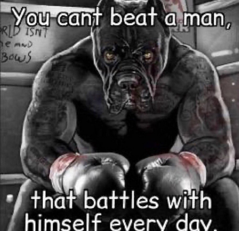 reactions on Twitter "pitbull boxer boxing gloves dog you can’t beat a