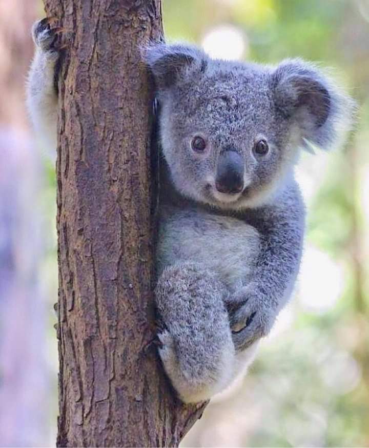 Earth1stlinda2's tweet image. Join us in Taree, Fri 6th Nov, by the River,Manning St @10am to march to MP Bromhead's office to demand they stop the #KoalaKillingBill.

#NannasSay: We'll not allow our precious #Koalas to go extinct on @GladysB's watch!

#SaveOurKoalasGladys
#ExtinctionIsForever
#KillKoalaBill