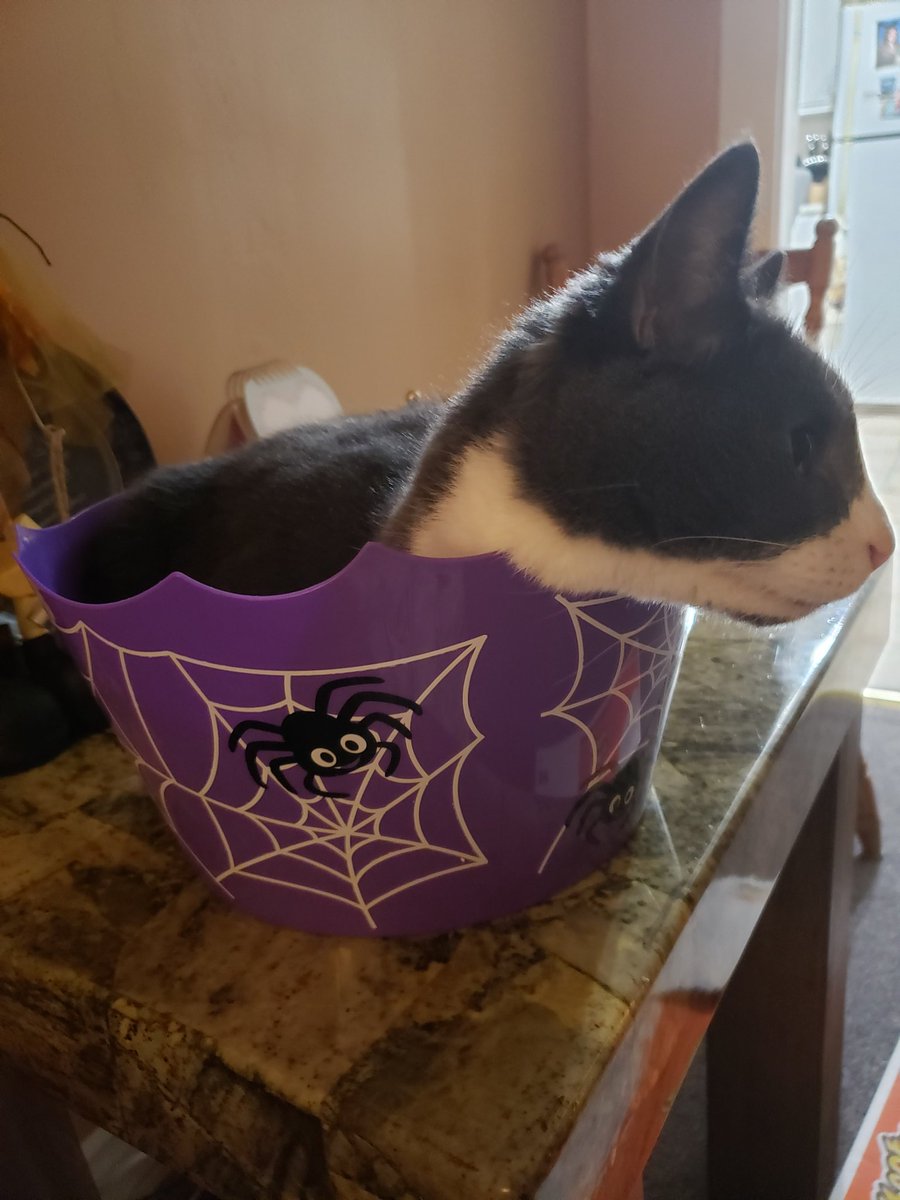 artlisa84's tweet photo. My cat #WillMakeMeLaugh https://t.co/q7d7Rd5tT2