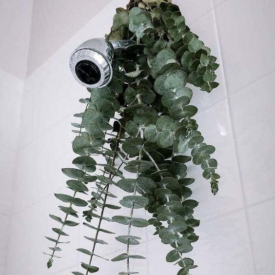Did you know that aside from looking fabulous, hanging a bundle of eucalyptus in your shower may help reduce stress, relieve pain, and improve respiratory health and sinusitis? Results may vary, but a pretty way to possibly experience some awesome health benefits? We are in! 

ph
