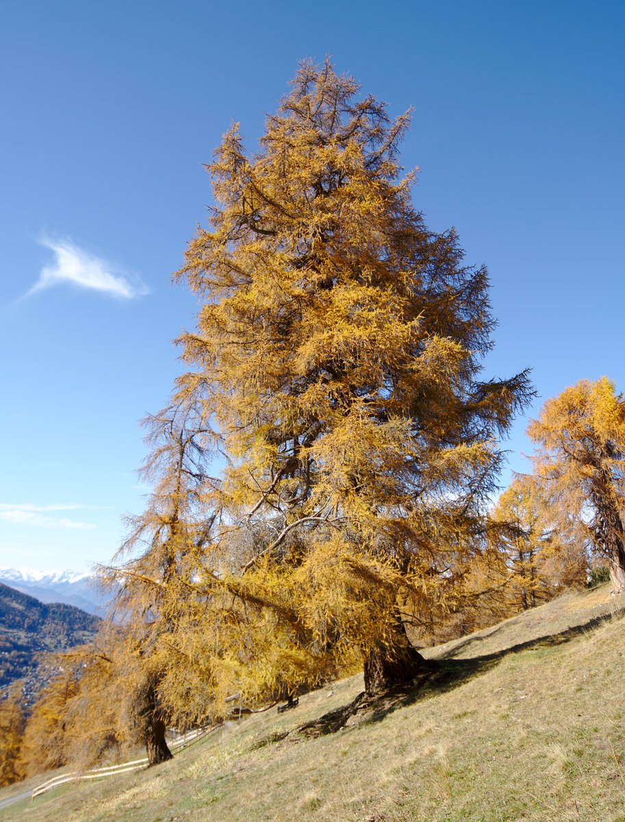 Novo-monde tweet media