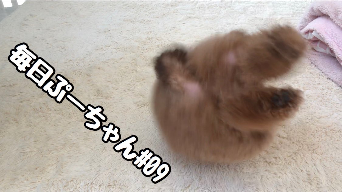 トイプードルぷー tweet media