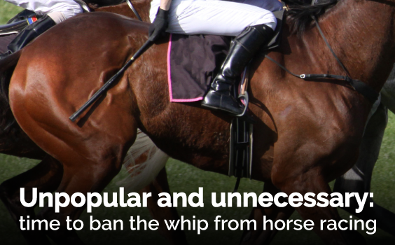 RSPCAQld's tweet photo. There's no good reason for whips in racing 🐎
Whips have long been defended by the racing industry as a way to make racing fairer and safer. A recent study proves, that's not true. 

Find out more: https://t.co/LFAZ690gHx https://t.co/sO1UreuKkb
