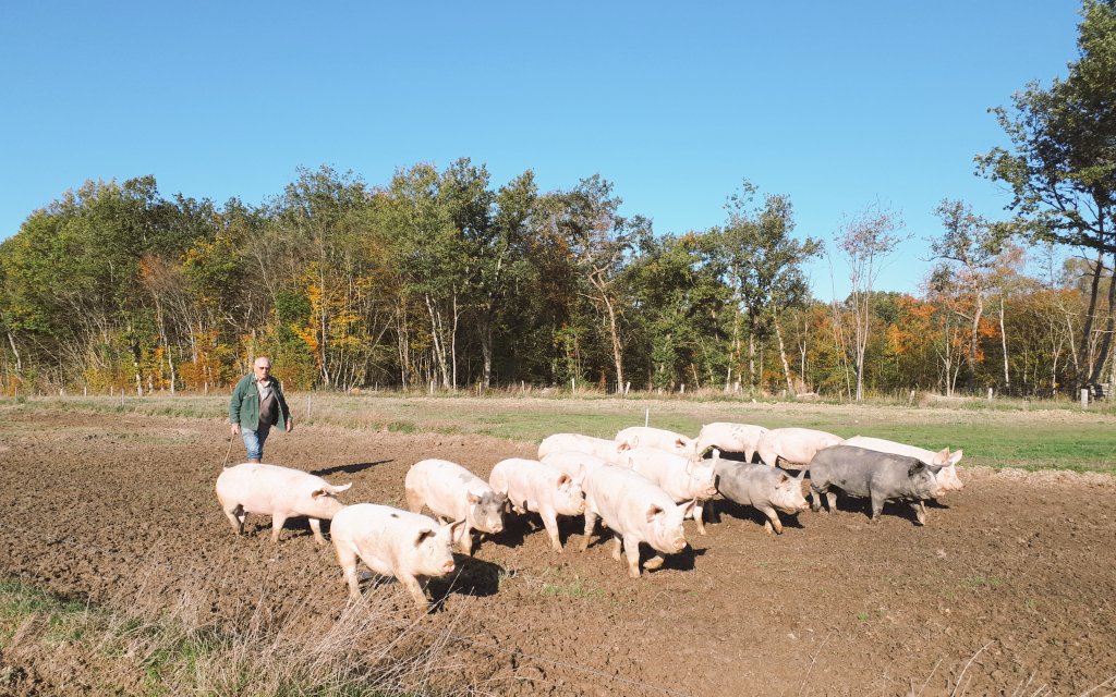 #laviedelaferme quand avec mon papa <a href="/JP_Aurousseau/">Jean-Paul Aurousseau</a> on rentre les 🐖#pleinair pour la pesée et les futures #LesCochonaillesDeKarine ça donne une photo peu commune dans l'élevage porçin français...

<a href="/EleveursPorcins/">FNP</a> #agriculture #Nièvre #ceuxquifontlaviande #AgriLoving <a href="/Agridemain/">#agridemain</a>
