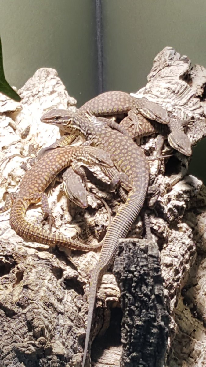 TerraristikL's tweet photo. 🐉🐲🐉 Unsere jungen Stachelschwanzwarane wachsen zusammen mit ihren Geschwistern auf. Sie sind jetzt gut 3 Monate alt und sonnen sich gerne zusammen unter der Wärmelampe von #Replight. 😊
#Waran #Australia #lizard #Terraristik #Lorica #Zofingen #pets #babyanimals #tierbabys https://t.co/pRS3EaZqwl