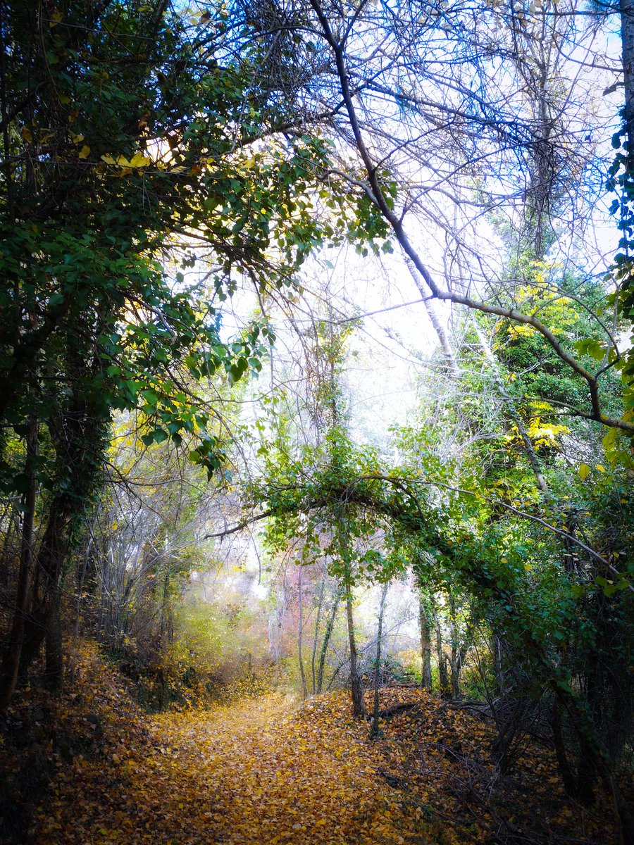 fatimages's tweet photo. Paseo por #Valdelavilla
#Peñafria en la serie de El Pueblo

#Soria #sanpedromanrique #castillayleon #otoño #españavaciada #Pueblosconmuchoencanto #sorianitelaimaginas #SoriaQuiereFuturo #SoriaYa @elpuebloserie @ElPueblosoria @Soriaestademoda @soria_ya @sorianitelaimag https://t.co/Lt3k4ctbWV