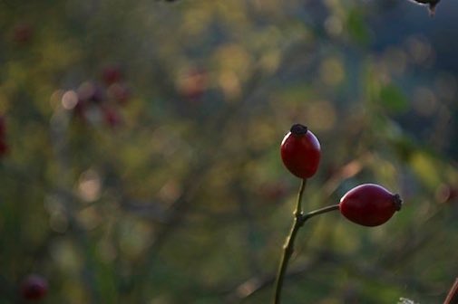 Please don't cut back hedgerows until wildlife has taken all the autumn berries!