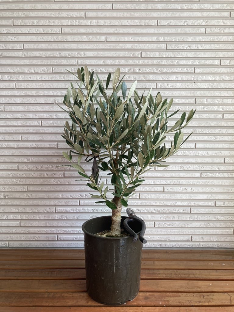 Olivecent 立派は樹形で幹も立派 ここまでの樹形は次回入荷不可です ウェブページへgogo 緑のある生活 ネバディロブランコ シプレシーノ マンザニロ コロネイキ ミッション ルッカ ピクアル 大統領選挙 インテリア 庭づくり シンボルツリー Olivecent 立派は樹形で幹も立派 ここまでの樹形は次回入荷不可です ウェブページへgogo 緑のある生活 ネバディロブランコ シプレシーノ マンザニロ コロネイキ ミッション ルッカ ピクアル 大統領選挙 インテリア 庭づくり シンボルツリー