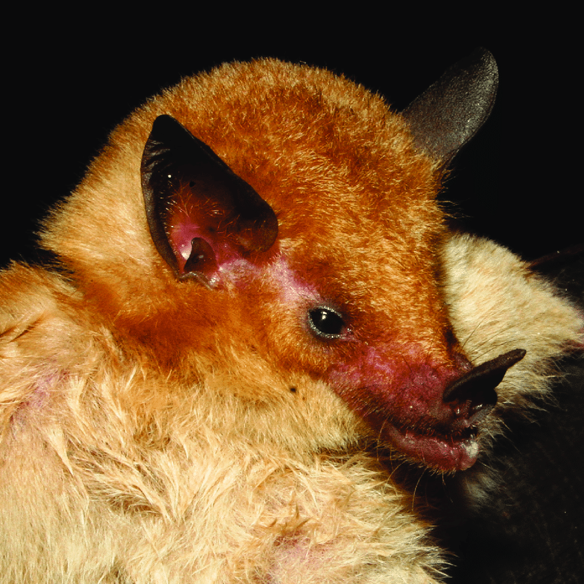 TitleyScientif1's tweet photo. @ramalho_danielf nominated Dekeyser's nectar #bat for #MicrobatMonday. These nectarivorous #cave dwelling bats are one of the most threatened bats in #Brazil and is endemic to the Cerrado (tropical savanna)
Photo: Roberto L.M Novaes https://t.co/FnDHv9q3VO