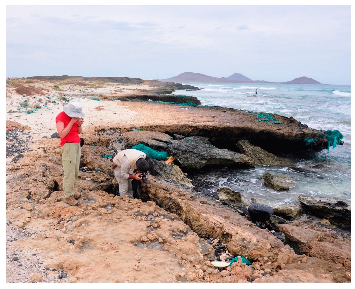 earhsurface's tweet photo. New paper on "Storm-Related #Rhodolith Deposits from the Upper #Pleistocene and Recycled Coastal #Holocene on Sal Island (Cabo Verde Archipelago)" with participation of researchers of the RG2 (@earhsurface,@IdlLuiz/@FC_UL).
#geosciences #geology #sedimentology #stormevents https://t.co/nBDqL1hsmC