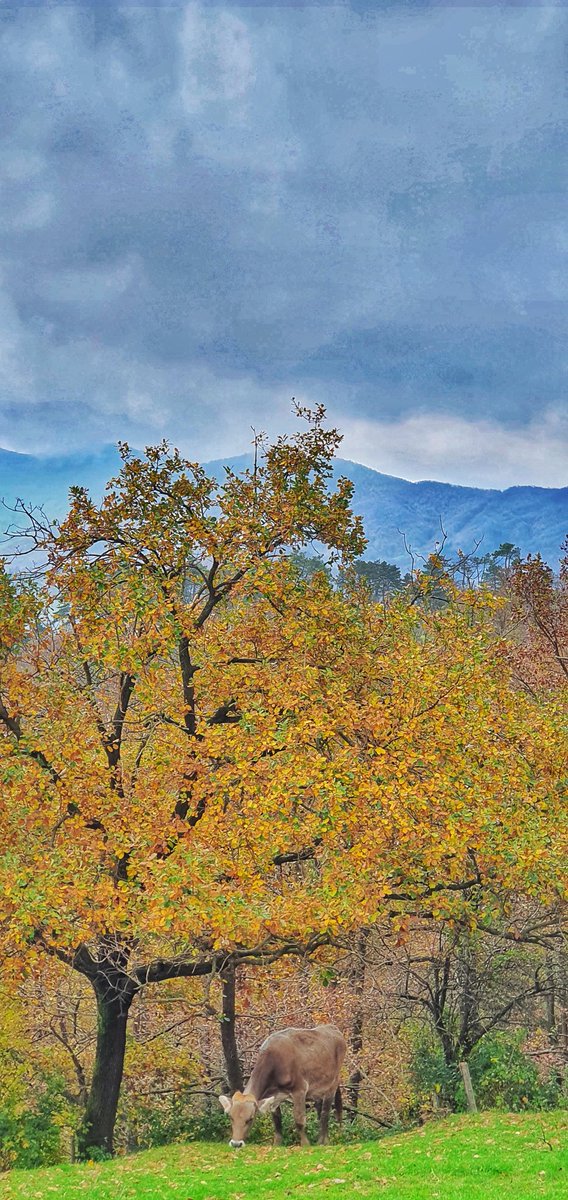 Buongiorno. Le ragazze si godono ancora i pascoli.
<a href="/ParcoBeigua/">Parco Beigua UNESCO Geopark</a> @TurismoLiguria <a href="/Italia/">Italia.it</a> <a href="/RegLiguria/">Regione Liguria</a> <a href="/CCIAARIVLIG/">CCIAA RIVLIG</a> <a href="/igersliguria/">igersliguria</a> <a href="/LiguriaPiemonte/">Tra Liguria e Piemonte</a> <a href="/ig_liguria/">IG Liguria</a> <a href="/igersgenova/">Instagramers Genova</a> <a href="/igersItalia/">IgersItalia®</a>