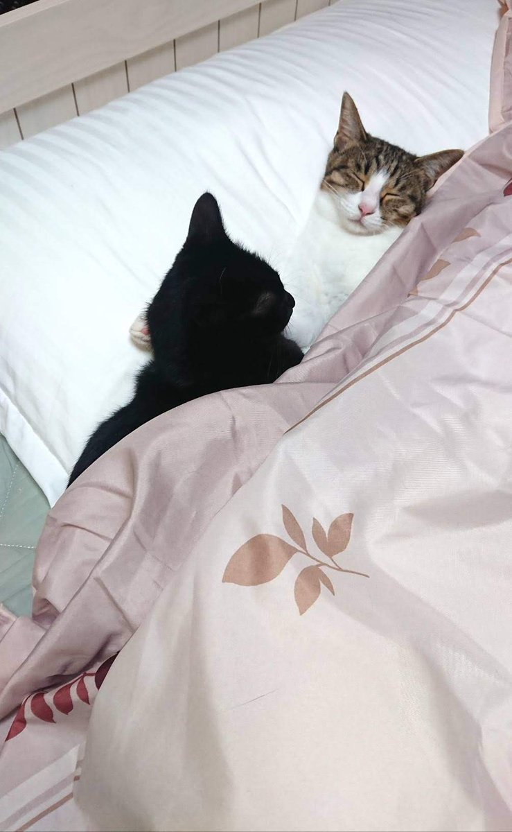 布団にサンシャイン サンシャイン池崎の飼い猫が可愛すぎ 布団を温めていた正体が判明 話題の画像プラス