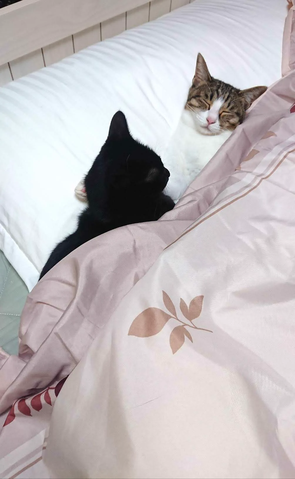 @ikezaki_wow はーい🐱🐱あっためるにゃー 