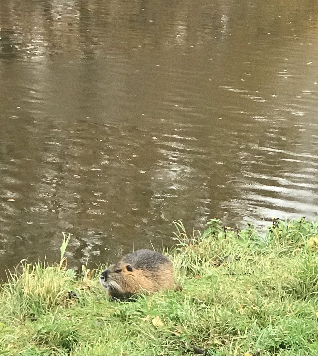 julieinprague's tweet image. 3.1 miles for #ThankfulNovember challenge this morning. I am grateful for muddy runners, those mean I am able to go for runs. 

#running #runningintherain #mentalhealth