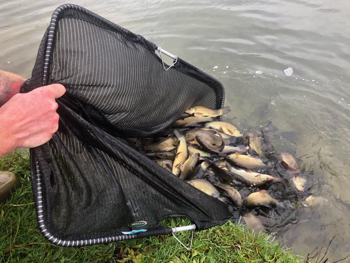 TheParksTrust's tweet photo. Calling all anglers! 🎣
We are happy to announce that in partnership with the #MKAA we have organised and funded for the stocking of 785 Tench. The majority of which has gone into #TeardropLakes.
Find out more about fishing in the parks here: https://t.co/0nJAYrER61 https://t.co/LGMEur6uMW