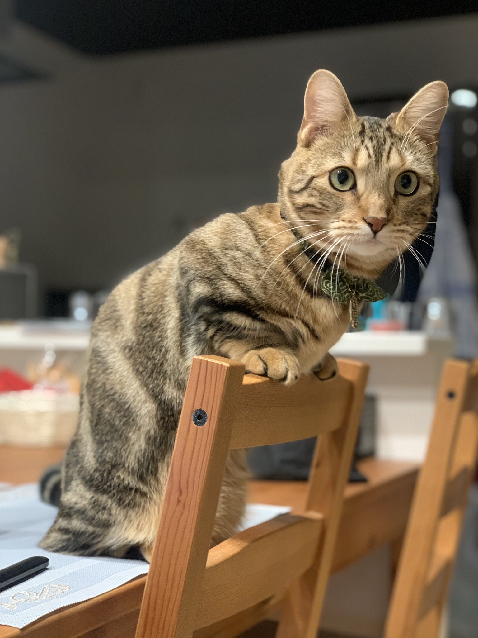 短足猫のべるちゃんねる ジェネッタ Mymeroypqtyutyr Twitter