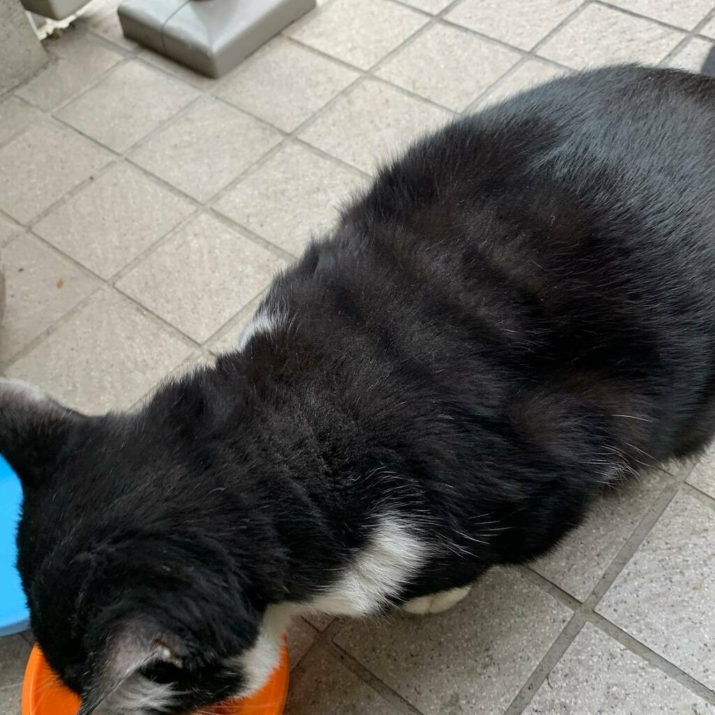 kachimo's tweet photo. 蛇腹背中
#uchinonekora #ikasumi #neko #cat #catstagram #kachimo #猫 #ねこ #うちの猫ら https://t.co/MWxtw2aQsw https://t.co/GeNFoB2ytm https://t.co/x6cPEKgVPB