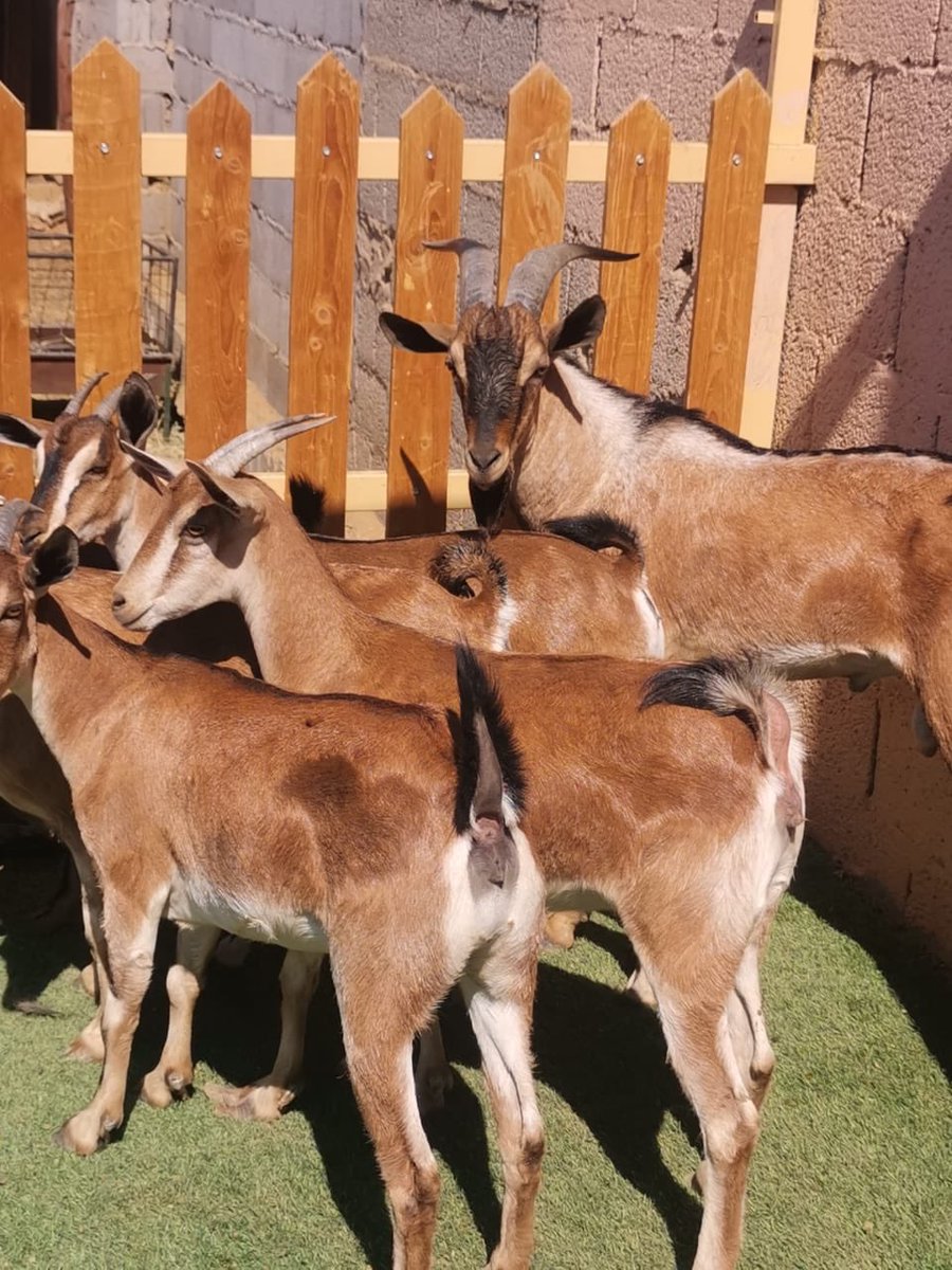 العرض رقم (160)
للتواصل /0596669917
بنات ولد وعل فاااخر 

الحاله /مع الفحل ولدولدوعل

الموقع/المزاحمية

العدد :١٣ تقريبا بالفحل 

السن : كلها بالفحل من رباع وتحت الا وحدة سديس او تامة فقط 

النقل والسعي على المشتري