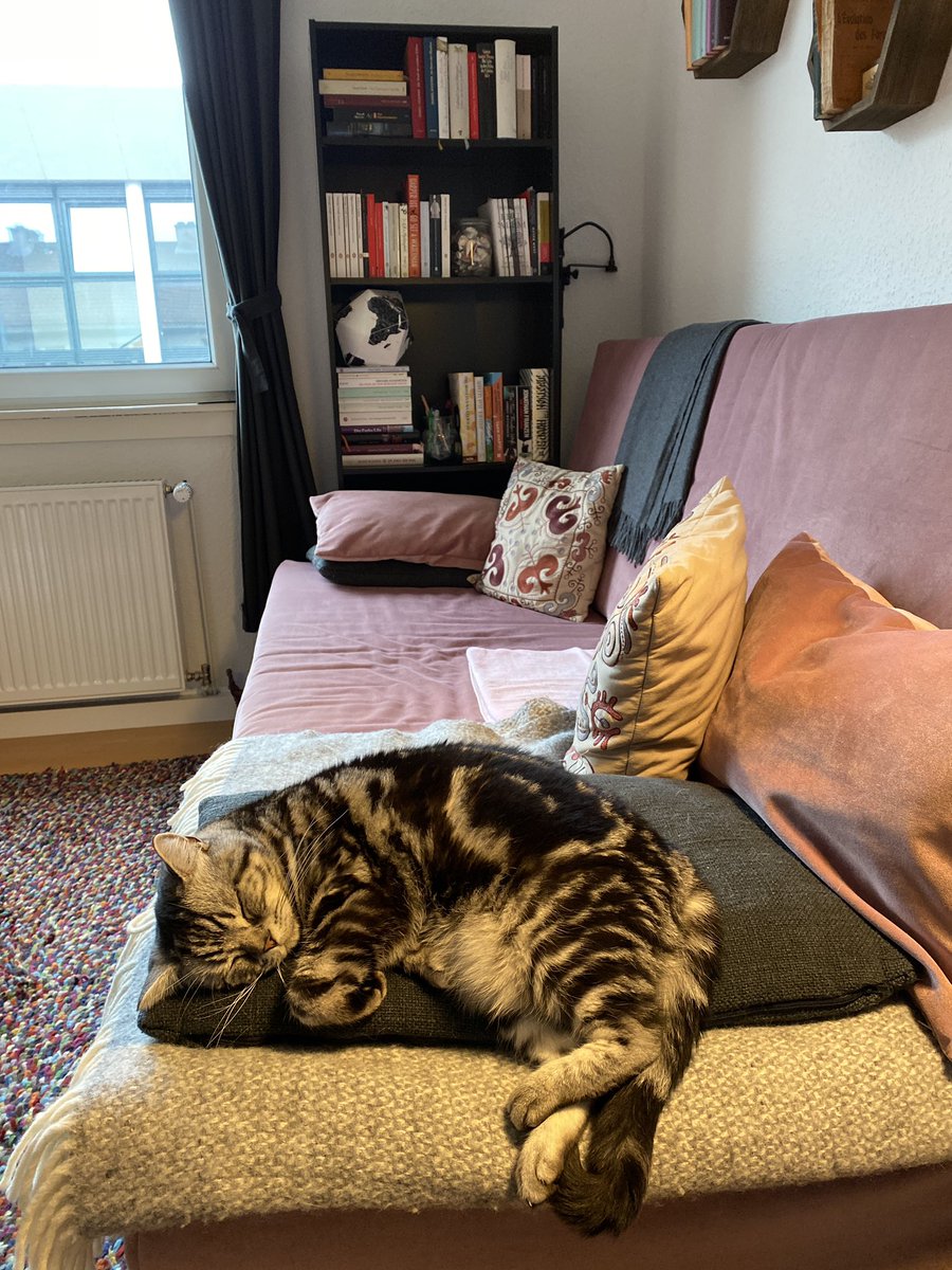 IsabelOAL's tweet photo. Moved my desk to the living room. Meet my very productive co-worker: https://t.co/Uq4p3JDXZs