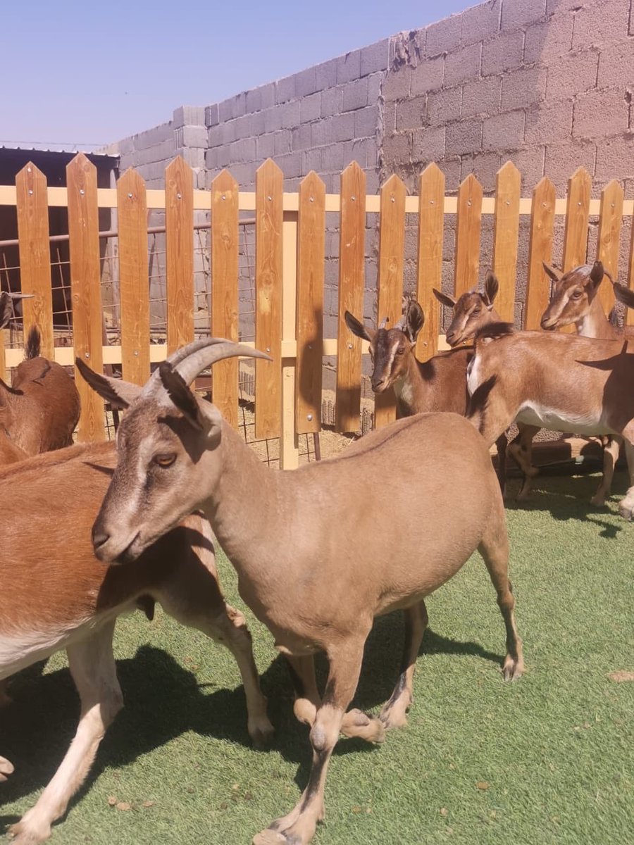 العرض رقم (160)
للتواصل /0596669917
بنات ولد وعل فاااخر 

الحاله /مع الفحل ولدولدوعل

الموقع/المزاحمية

العدد :١٣ تقريبا بالفحل 

السن : كلها بالفحل من رباع وتحت الا وحدة سديس او تامة فقط 

النقل والسعي على المشتري