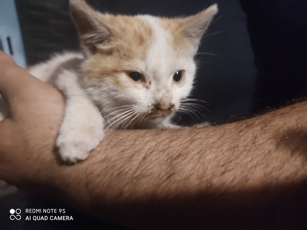 ayudaaanimales2's tweet photo. Este enano a aparecido así! Con el rabo arrancado 😖, no tendrá más de mes y medio... buscamos acogida URGENTE en Madrid por favor un RT! Más info 695370455.
🙏❤️ https://t.co/pWigWjIQ6M