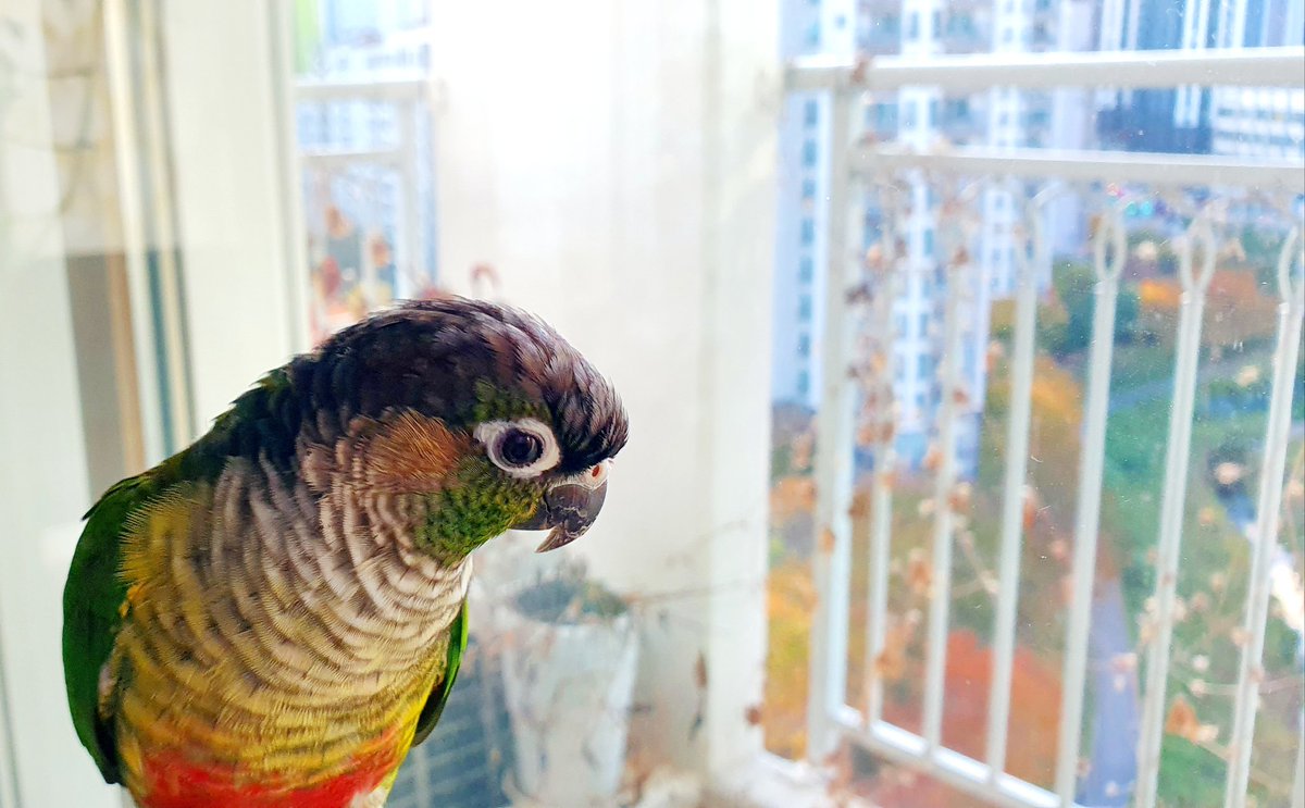 ParakeetNHuman's tweet photo. 단풍을 닮은 앵무 친구는 잘 지내고 있습니다. https://t.co/fiLINWjp3c