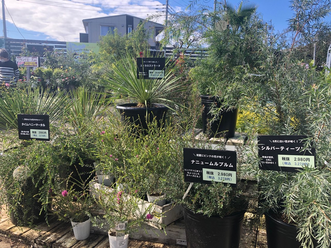 ジョイフル本田 ガーデンセンター ガーデンセンター富里店 本日のガーデン売場 個性的な葉 樹形 花の植物達が続々入荷中 部屋から見えるお庭が オーストラリアやアメリカ西海岸に バンクシア ダシリリオン ユッカ