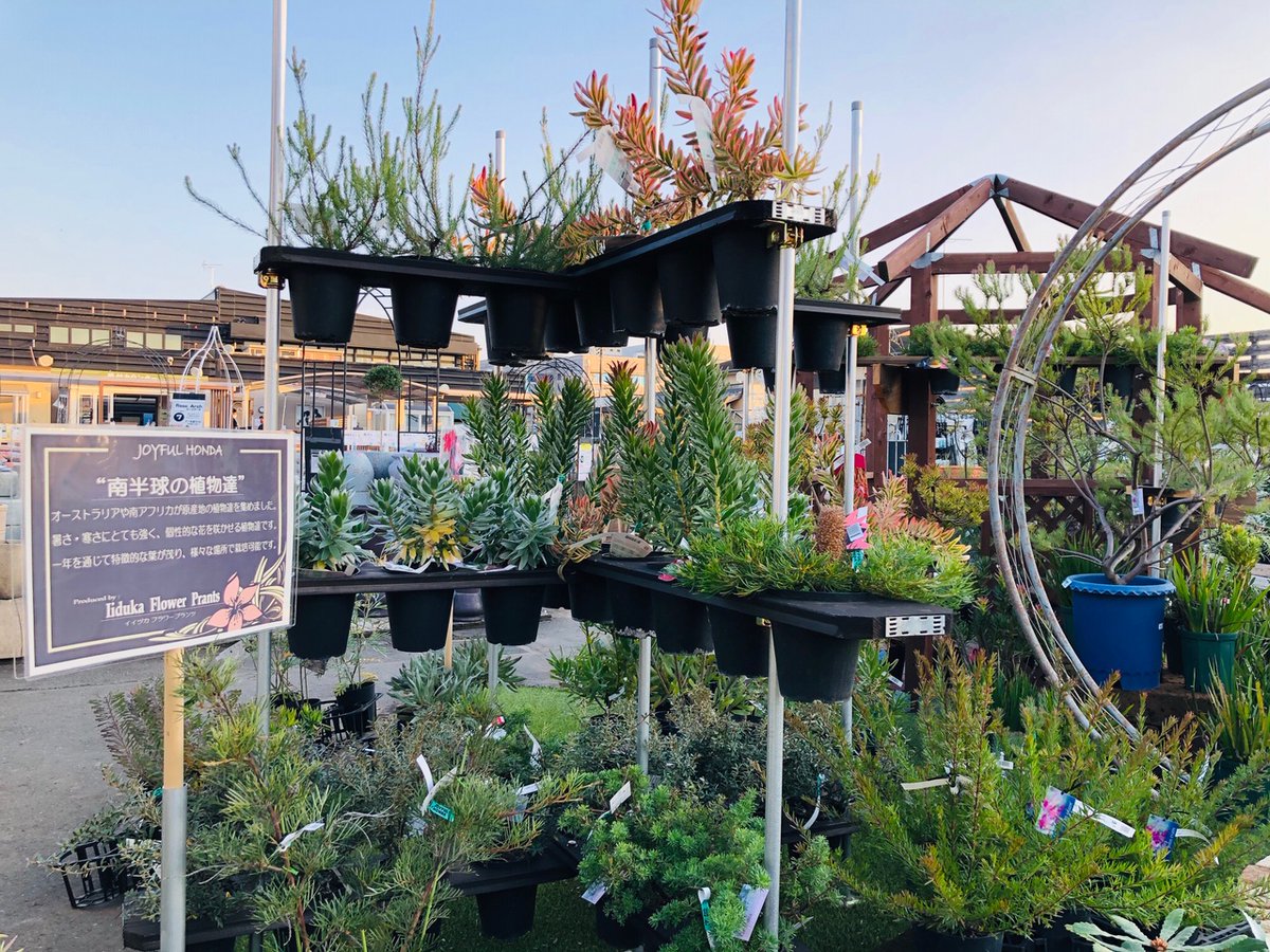 ジョイフル本田 ガーデンセンター ガーデンセンター富里店 本日のガーデン売場 個性的な葉 樹形 花の植物達が続々入荷中 部屋から見えるお庭が オーストラリアやアメリカ西海岸に バンクシア ダシリリオン ユッカ シルバーティー