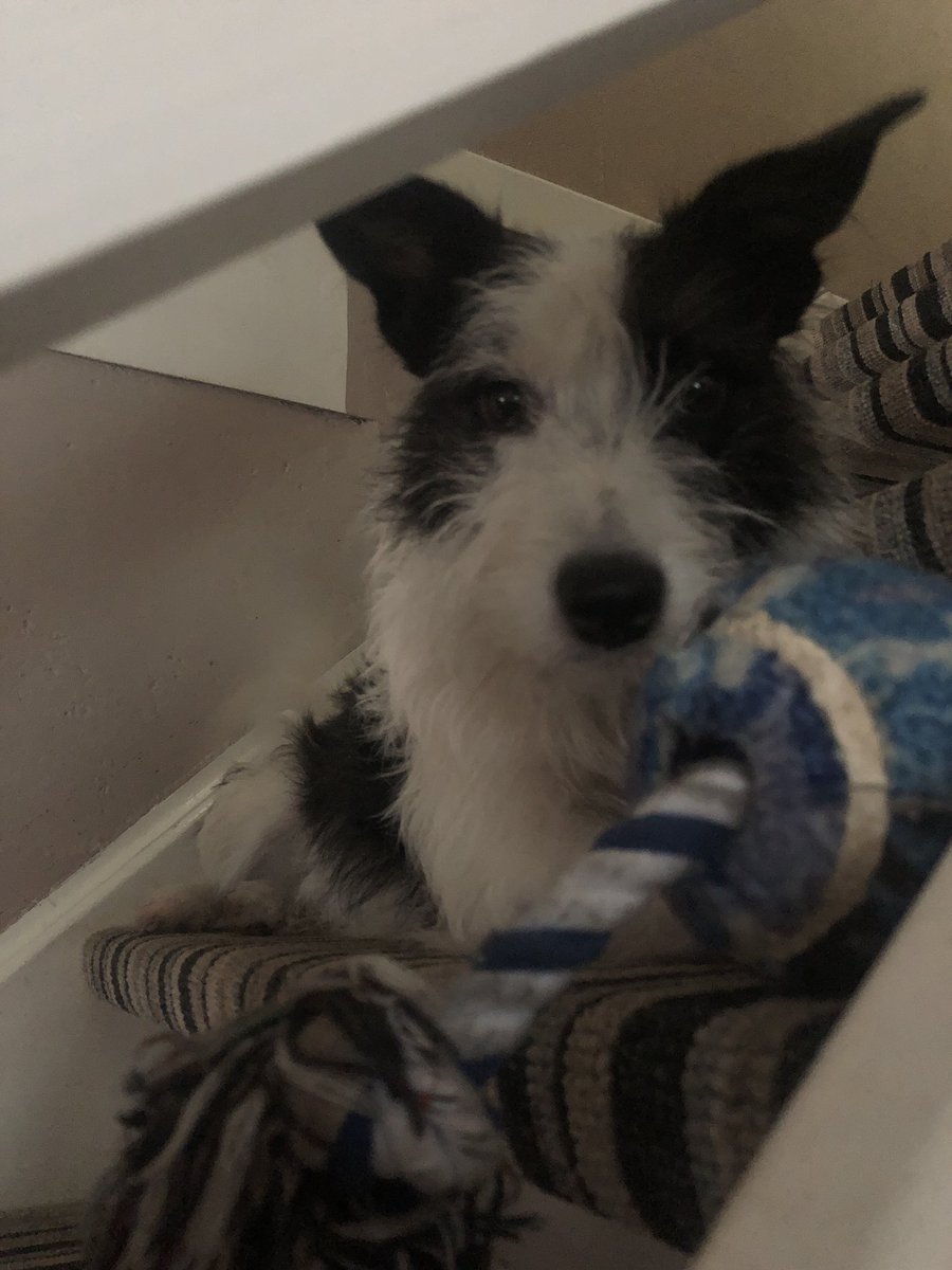 marminduke's tweet photo. Henlo frens. Mes called Bingo but I’m weakly called Bindo Bango Marminduke. Ibis new ere. Can gets frens. https://t.co/r9bBOQtvUG