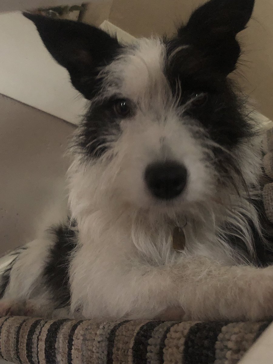 marminduke's tweet photo. Henlo frens. Mes called Bingo but I’m weakly called Bindo Bango Marminduke. Ibis new ere. Can gets frens. https://t.co/r9bBOQtvUG